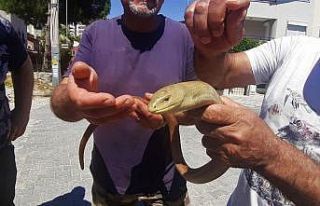 Yaşam alanları azalan oluklu kertenkelelerine dikkat...