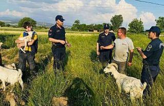 Yatağan’da hayvan hırsızlığı