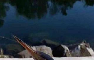 Yavru Balaban kuşu tekrar doğaya bırakıldı