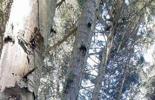 Yavru karacaya ormancı şefkati