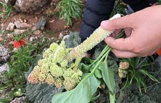 Yayla muzu olarak tabir edilen ışkın bitkisi için...