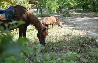 Yayla turizminin yeni adresi yeni sezona hazır