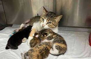 Yeni doğum yapan kedinin ayağına tuğla düştü,...