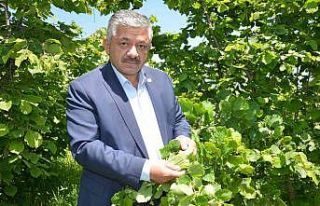 Yeni sezon fındık fiyatlarında 50 lira beklentisi