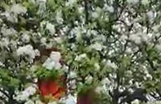 Yıldırım isabet eden ağaç alev aldı