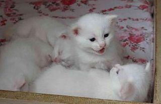 Yılın en güzel Van kedisinin sevimli yavruları