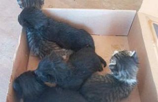 Yola bırakılan 5 kedi yavrusuna duyarsız kalmadı