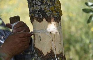 Yunusemre’de 2022 yılı aşılama çalışmaları...