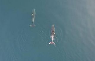 Yunuslar görsel şölen oluşturdu