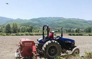Yüzde 80 su tasarruflu çeltik ekimi yapıldı