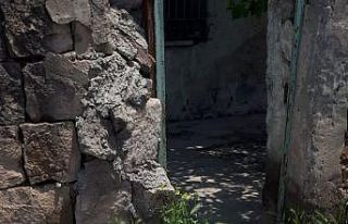 12 pitbul cinsi köpek bulundu