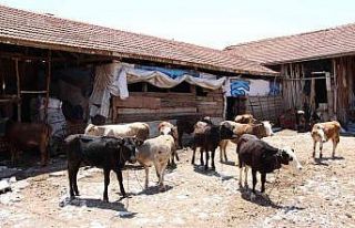 1,3 tonluk kurbanlık boğa 80 bin liradan satışa...