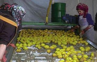 150 bin ton limon sevkiyatı devam ediyor