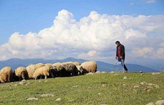 26 yıldır tek bacağıyla hayvanlarını otlatıyor