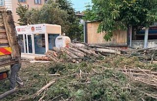 40 yıllık çam ağaçlarının kesilmesine mahalleliler...