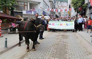 41. Kafkasör Festivali boğaların da katıldığı...