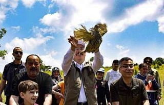 475 kınalı keklik doğaya salındı