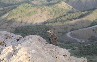 500 kınalı keklik Namaz Dağı’nda özgürlüğe...