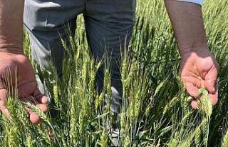 Açıklanan hububat fiyatları