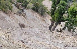 Adıyaman’da yerleşim yeri yakınlarında sırtlan...
