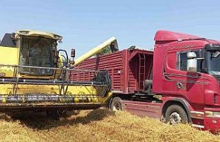 ADÜ Ziraat Fakültesi buğday hasadına başladı