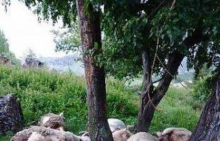 Afyonkarahisar’da 9 küçükbaş hayvan telef oldu