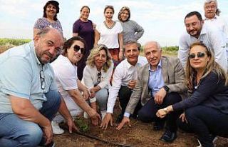 Akdeniz’de şeker otu yetiştirilecek