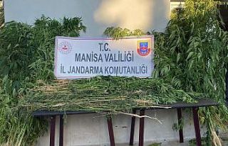 Alaşehir’de bin 812 kök kenevir ele geçirildi