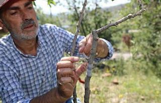 Ali Dağı’nda Antep Fıstığı yetişecek