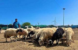 Aliağa’da kurbanlıklar alıcılarını bekliyor