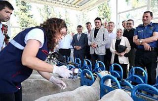 Aliağa’da yavru ölümlerine karşı aşı kampanyası...