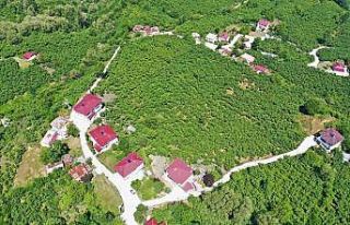 Altınordu’da 41 mahallede beton yol çalışmaları...