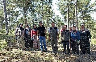 Altıntaş ormanlarında gençlik bakım çalışması