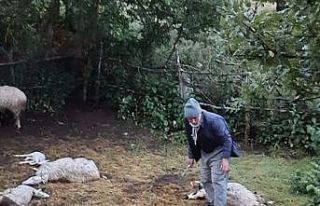 Amasya’da kurt saldırısı: 35 koyun telef oldu