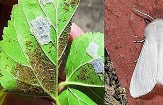 Amerikan beyaz kelebek ile mücadele sürüyor