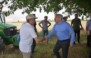 Amik Ovası’nda buğday hasadı başladı