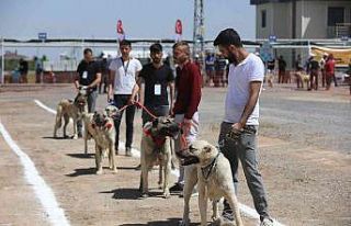 Anadolu Çoban Köpekleri Güzellik Yarışması