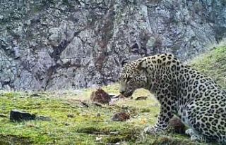 Anadolu Parsının görüntülendiği 4 ilden biri...