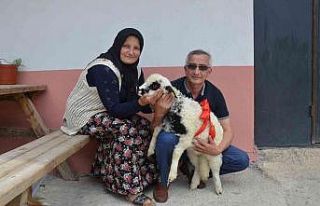 ‘Anne’ diye meleyen kuzu ile sahibinin dostluğu...