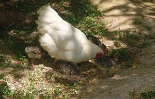 Annelik duygusu ağır bastı: Hindi yavrularını...