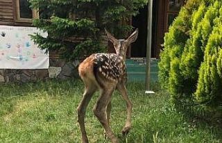 Annesi bulunamayan kızıl geyik koruma altına alındı