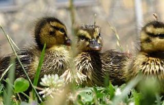 Annesini kaybeden yaban ördeği yavrularına kreş...