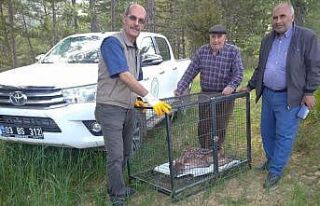 Annesinin terk ettiği yavru kızıl geyik koruma...