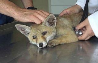 Annesiz kalan sevimli tilki ölmek üzereyken bulundu