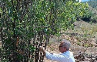 Antep fıstığı Eskişehir’de yaygınlaşıyor