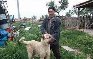 Arazi kavgasında baba yaralandı, oğlu hayatını...