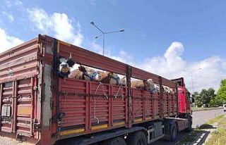 Ardahanlı besicilerden büyük kentlere kurbanlık...