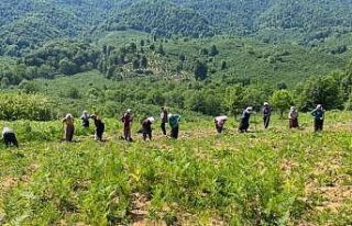 Aromatik bitki bahçelerine anne eli değdi