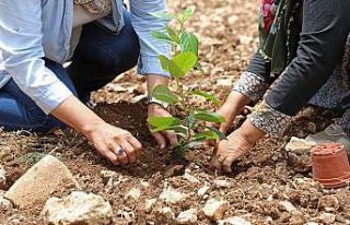 “Aronya” üreticiye alternatif olacak
