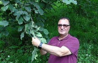 Arslantürk: "Pandemi fındık tarımını bize...